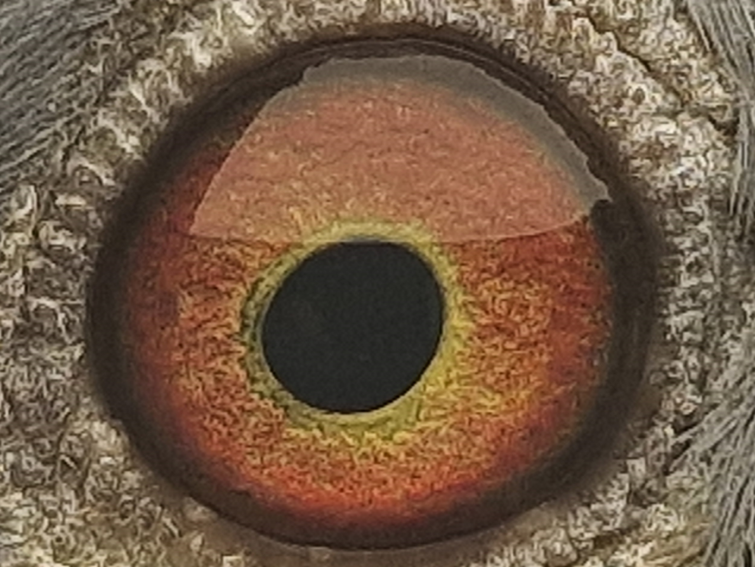 Pigeon eye